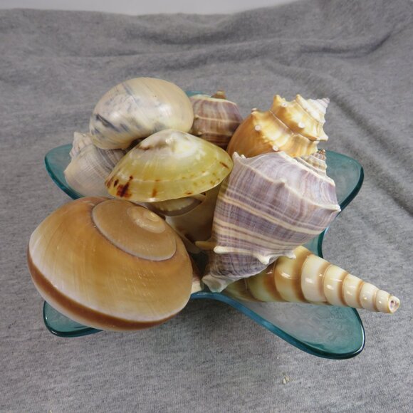Collection of REAL Sea Shells in plastic star fish dish (over 1 pound) - Picture 1 of 12